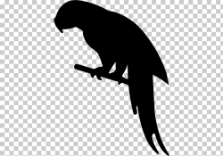 Parrot Bird Chinchilla Silhouette, parrot PNG clipart | free ...