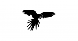 Flying Parrot Silhouette by australianmate