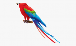 Parakeet Clipart Transparent - Transparent Background Parrot ...