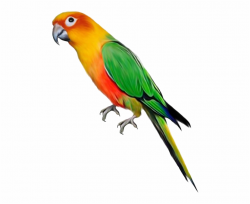 Parrot Png File Transparent Background Parrot Png - Clip Art ...