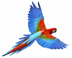 Flying Parrot Red Blue transparent PNG - StickPNG