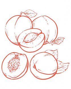 Download for free 10 PNG Peach clipart hand drawn top images ...