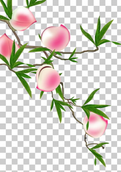 80 longevity Peach PNG cliparts for free download | UIHere