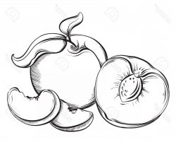 Peach Sketch at PaintingValley.com | Explore collection of ...