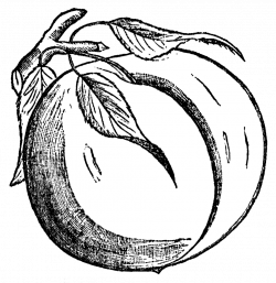 Free Peach Cliparts, Download Free Clip Art, Free Clip Art ...