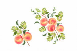 Peaches clipart #elements#separate#compositions#pattern in ...