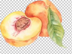 Watercolor Painting Peach Drawing PNG, Clipart, Art, Art ...