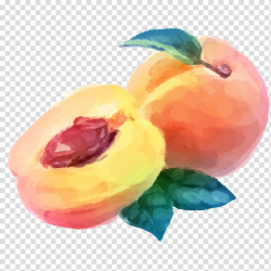 Sliced peach illustration, Watercolor painting Peach Fruit ...