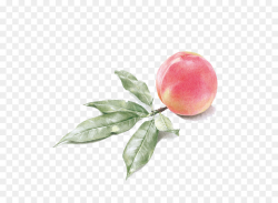 Watercolor Drawing clipart - Painting, Drawing, Peach ...