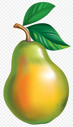 Pyrus × Bretschneideri Asian Pear Clip Art, PNG, 2367x4144px ...