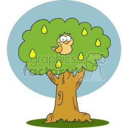 A Partridge in a Pear Tree clipart. Royalty-free clipart # 377882