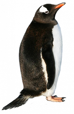 Free Gentoo Penguin Cliparts, Download Free Clip Art, Free ...
