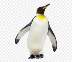 Penguin Clipart Emperor Penguin - Emperor Penguin - Png ...