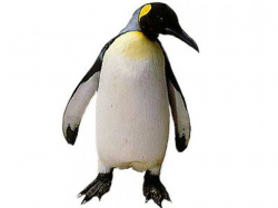 Free King Penguin Clipart, Download Free Clip Art on Owips.com