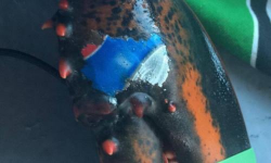 Lobster found with Pepsi logo \'tattoo\' fuels fears over ...