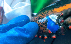 Pepsi Claws Its Way To Top Of Social Media; Lobster Helps 12 ...