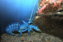How Did a Lobster Get a Pepsi Logo on Its Claw? - Atlas Obscura