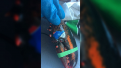 Lobster found off New Brunswick coast with image of Pepsi ...