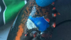 US News: Lobster found with Pepsi logo on claw - - PressFrom ...