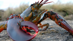 Lobster found with Pepsi logo imprinted on its claw ...