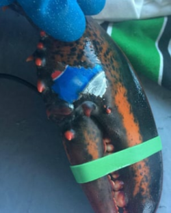 Lobster found with Pepsi logo \'tattoo\' fuels fears over ...