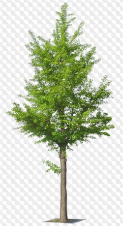 25 PSD, 25 PNG, Trees, images with transparent background