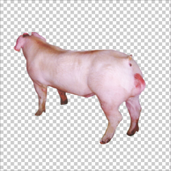 Duroc pig Wilbur, pig PNG clipart | free cliparts | UIHere