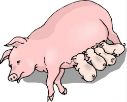 Pig and piglet clipart » Clipart Portal