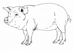 realistic pig drawing - Google Search | Graphics and Objects for Art ...