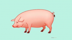 How to Draw a Pig: 14 Steps (with Pictures) - wikiHow