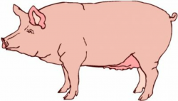 Pig clipart clipartaz free collection - ClipartAndScrap