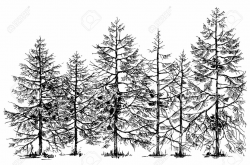 Stock Vector in 2019 | How to draw hands, Pine forest, Hand ...