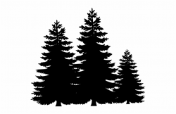 Black And White Pine Tree Clipart 6066 Pine Trees Clip ...