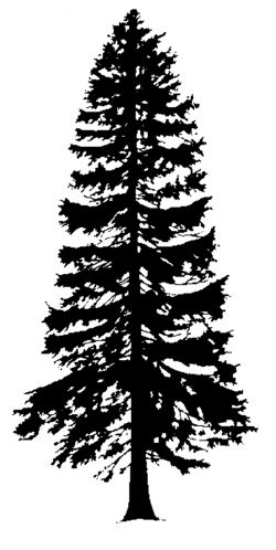 Cedar Tree Silhouette - Cliparts.co More | Pine tree ...