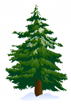 Green Pine Tree PNG Clipart | Gallery Yopriceville - High ...