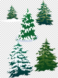 Five pine trees illustration, snowy pine trees transparent ...