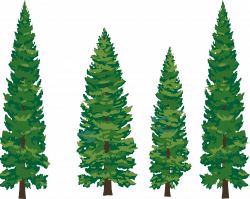 Tree Pine Fir Evergreen Clip art - Pine Tree Illustration ...