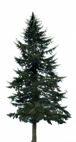 Western yellow pine Tree Clip art - fir-tree png download ...