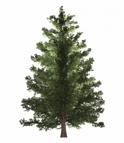 Download for free 10 PNG Pine tree png realistic top images ...