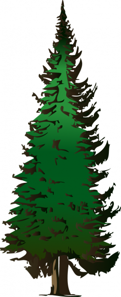 Free Pictures Of Pine Trees, Download Free Clip Art, Free ...