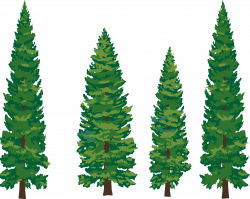 Eastern white pine Tree Clip art - Cartoon Pine Tree png ...