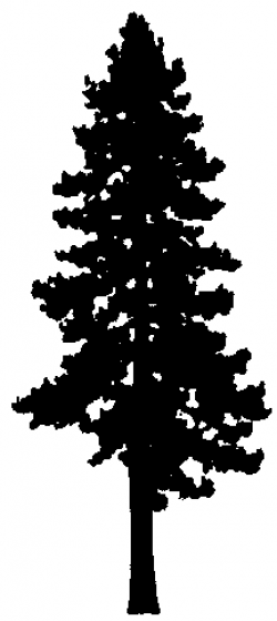 tall pine silhouette | Pine tree silhouette, Tree silhouette ...