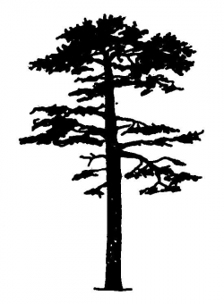 pine silhouette Google Search in 2019 | Pine tree silhouette ...