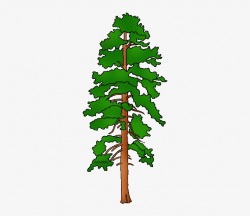 Free Tall Pine Tree Silhouette Png - Ponderosa Pine Tree ...