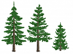 Pine Drawing Tree Conifers Fir - pine tree png download ...