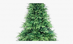 Pine Tree Clipart Transparent Background - Black Christmas ...