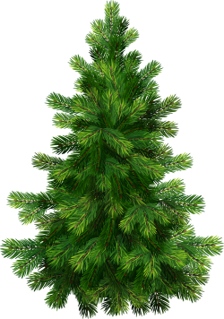 Transparent Pine Tree PNG Clipart | Gallery Yopriceville ...