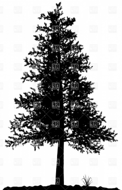 High Detailed Pine Tree Silhouette On White Background ...