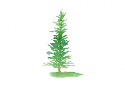 Watercolor Pine Trees Clipart