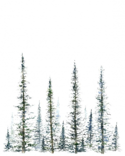Pine Tree Clipart watercolor 22 - 570 X 713 Free Clip Art ...